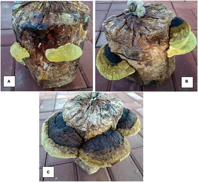 Identification of altered metabolic functional components using metabolomics to analyze the different ages of fruiting bodies of Sanghuangporus vaninii cultivated on cut log substrates